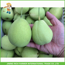 15Kg Carton 60/70/80/90/100/110 Fresh Shandong Pear